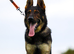 Exceptional Homebred Ex-Police Working Male - Special Placement Required