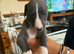 Whippet for sale