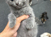 Kitten grey female beautiful BHS