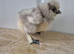 Silkie and serama chicks day olds