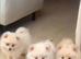 Beautiful Pomeranian puppies for sale ️
