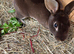 Doe mini Rex