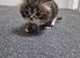 4 stunning kittens