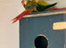 Lovely pair conures