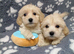 Maltipoo puppy boys ready to go
