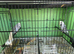 Budgies (texas clear body)