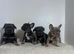 KC Frenchies