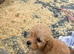 F1b cockapoo 2 girls