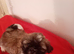 Shih tzu boy