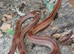 Corn Snakes at Birmingham Reptiles