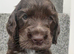 ️ KC Registered Show Type Cocker Puppies️