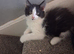 kittens for sale