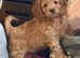 Cockerpoo puppies for sale