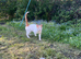 Cat free to a good home