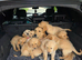 READY NOW KC Golden Retreiver Puppies