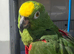 Amazon parrot very talkative and tame