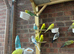 Cute stunning budgies