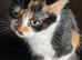 5 month old female kitten for sale