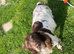 Beautiful working English springer pups for sale