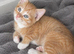 Ginger and tortie kittens