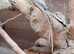Baby bearded dragon
