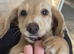 Cream Dachshund