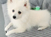 ️ Beautiful White Female Fox Face Pomeranian Puppy – £1,000 ️