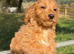 Cockapoo puppies ready to go