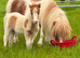 Registered mini filly
