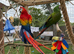 Proven pair bonded macaws