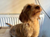 Miniature chocolate dapple wire dachshund