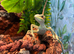 1x CB24 Eastern Casquehead Iguana