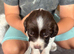 Miggers pups ForSale