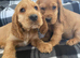 Cocker spaniel puppies