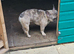 Merle French bulldog