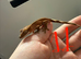 Patternless / Buckskin or low-expression Bi-color Crested Gecko