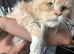 Maine Coon Adult Female.