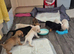 Mini Doxipoo's (Dacshund x poodle)