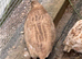 Japanese Quails looking for a new homr
