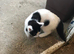 Beautiful farm kittens available