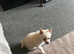 male pomchi