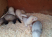 Ferret kits
