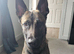 Belgian malinois male