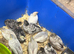 Chinese Painted Quail