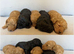 You poodles