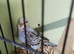 2026 Baby Budgies Ready To Leave 