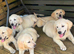 GOLDADOR PUPPIES READY FOR THEIR FOREVER HOMES