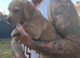 Labrador puppies