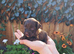 Toy jackapoo pups for sale