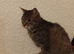 Male cat to rehome asap